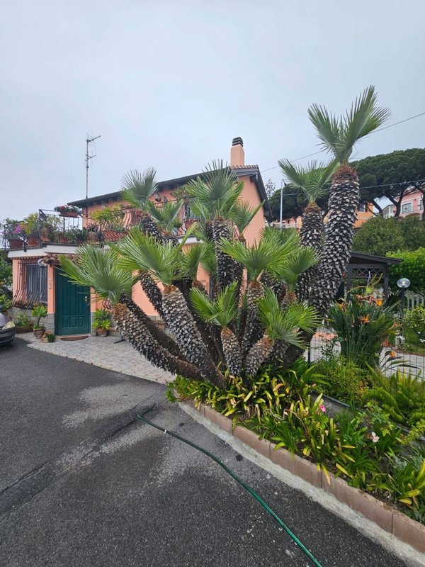 casa indipendente in vendita a Sanremo in zona Bussana