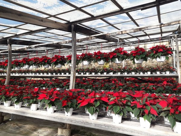 terreno agricolo in vendita a Sanremo in zona Coldirodi