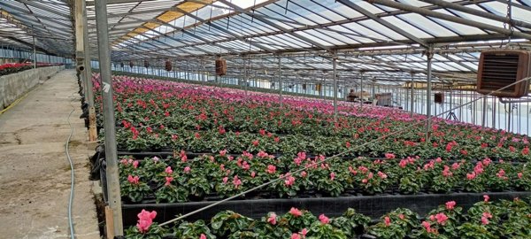 casa indipendente in vendita a Sanremo in zona Bussana