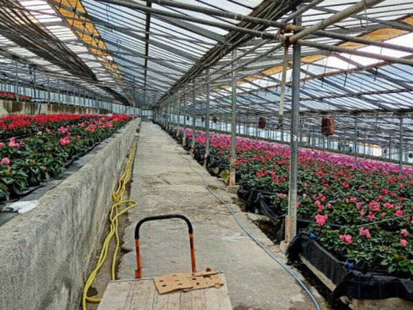 terreno agricolo in vendita a Sanremo in zona Bussana
