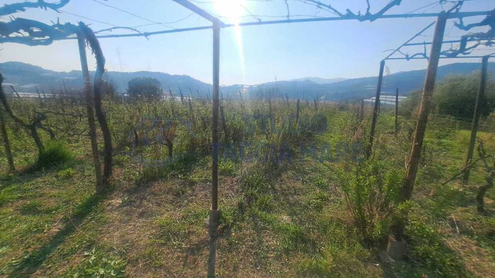 terreno agricolo in vendita a Sanremo in zona Bussana