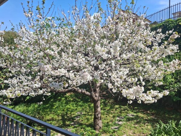 appartamento in vendita a Sanremo