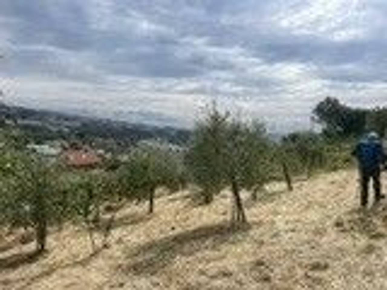 terreno agricolo in vendita a Sanremo in zona Coldirodi