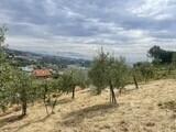terreno agricolo in vendita a Sanremo in zona Coldirodi