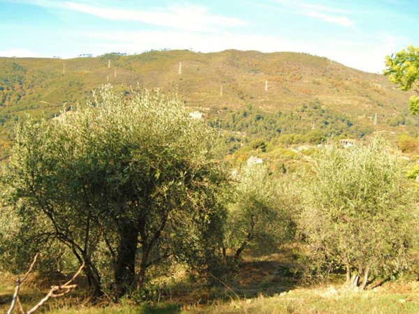 terreno agricolo in vendita a Seborga