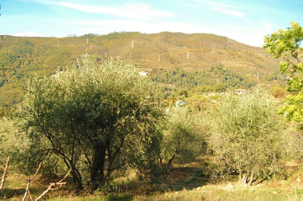 terreno agricolo in vendita a Seborga