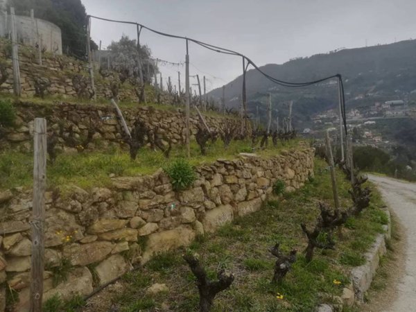 terreno agricolo in vendita a Soldano