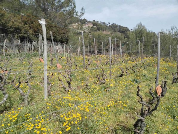 terreno agricolo in vendita a Soldano