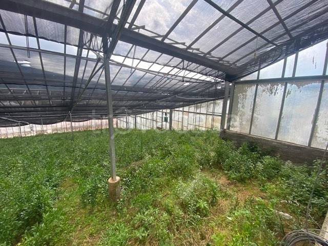 terreno agricolo in vendita a Taggia