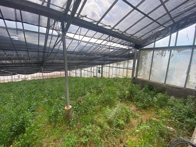 terreno agricolo in vendita a Taggia