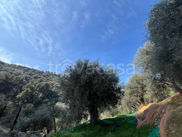 terreno agricolo in vendita a Taggia