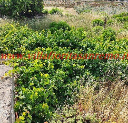 terreno agricolo in vendita a Taggia