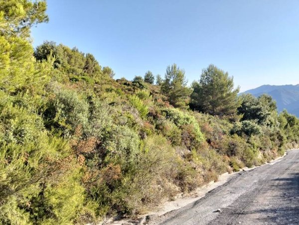 terreno agricolo in vendita a Taggia