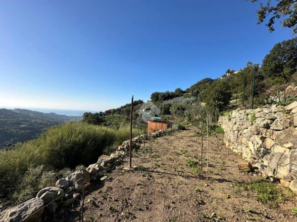 terreno agricolo in vendita a Vallebona