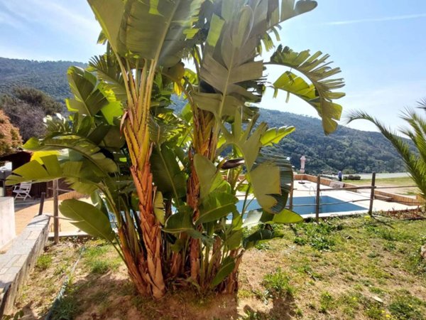 casa indipendente in vendita a Vallebona