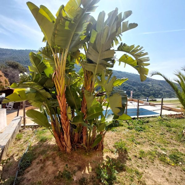 casa indipendente in vendita a Vallebona