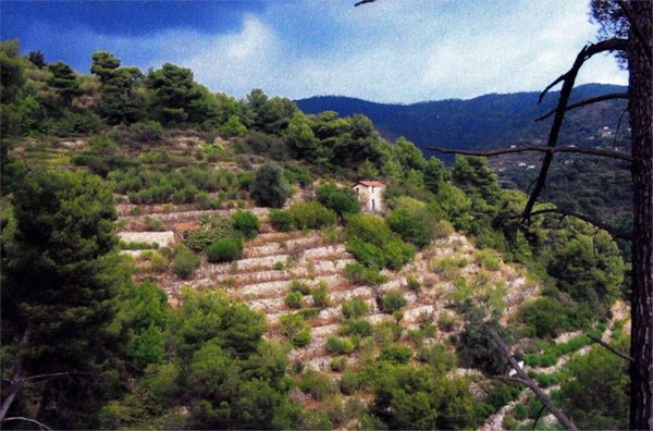 casa indipendente in vendita a Vallebona