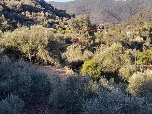 locale di sgombero in vendita a Vallebona
