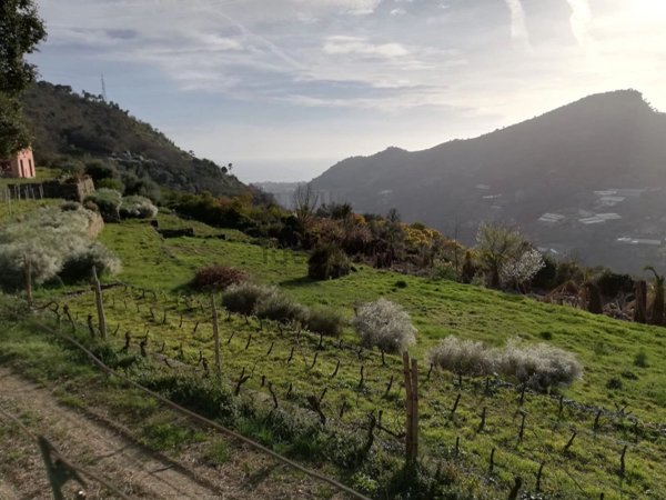 terreno edificabile in vendita a Vallebona