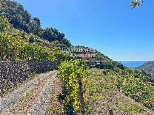 casa indipendente in vendita a Vallebona