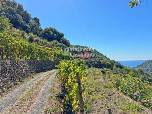 casa indipendente in vendita a Vallebona