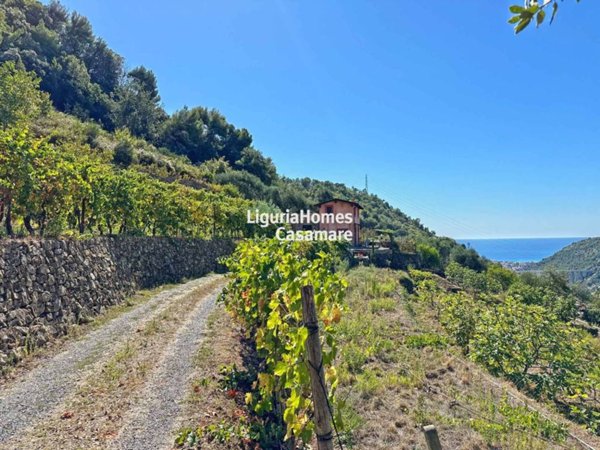 casa indipendente in vendita a Vallebona