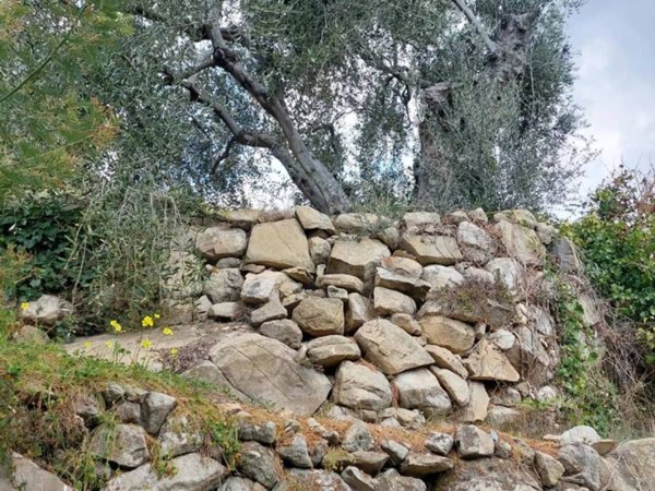 terreno agricolo in vendita a Vallebona