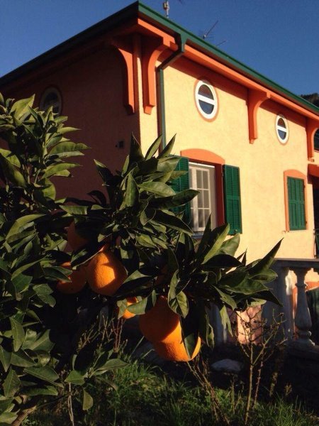casa indipendente in vendita a Vallebona