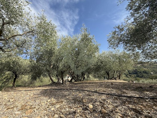 terreno agricolo in vendita a Vallebona