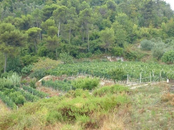 casa indipendente in vendita a Vallecrosia