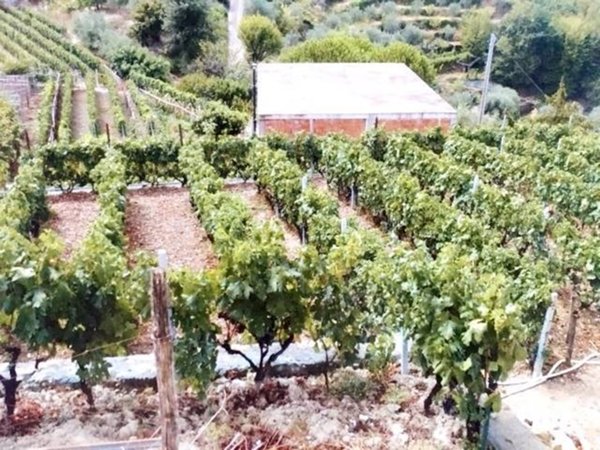 casa indipendente in vendita a Vallecrosia