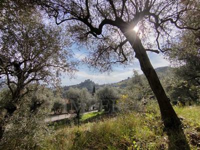terreno agricolo in vendita a Ventimiglia in zona Sealza