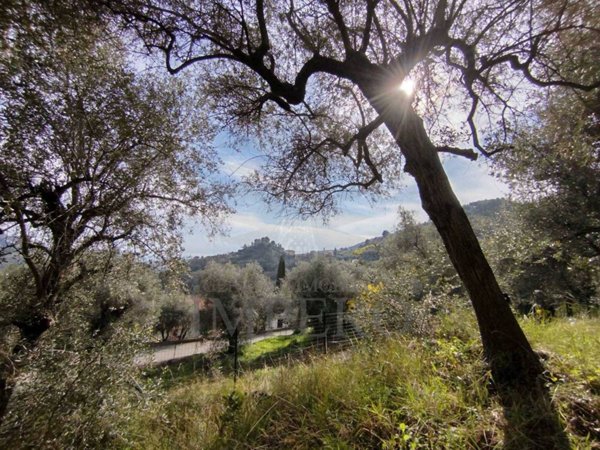 terreno agricolo in vendita a Ventimiglia in zona Calvo