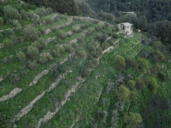 terreno agricolo in vendita a Ventimiglia in zona Villatella