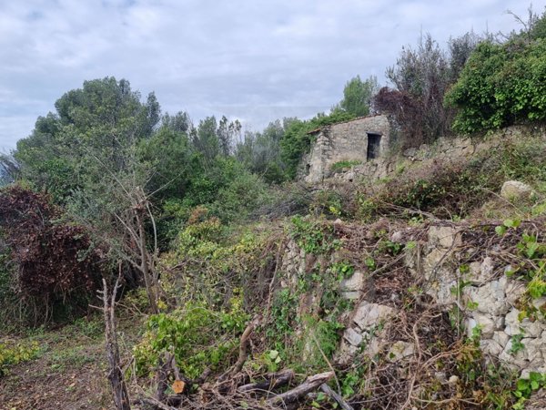 terreno agricolo in vendita a Ventimiglia in zona Grimaldi