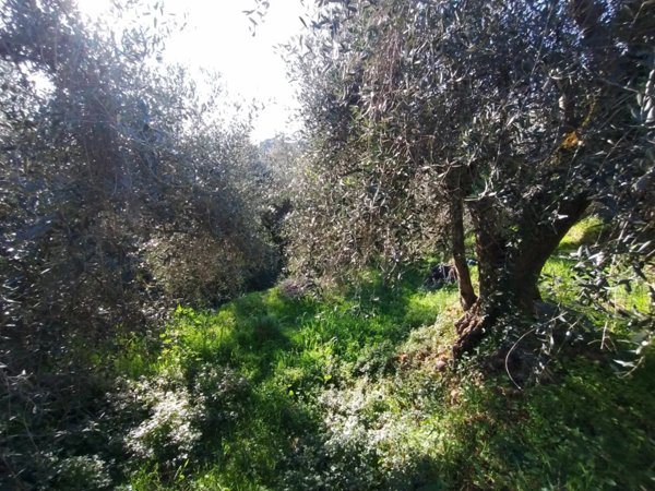 terreno agricolo in vendita a Ventimiglia