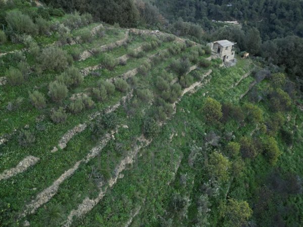 terreno agricolo in vendita a Ventimiglia in zona Sealza