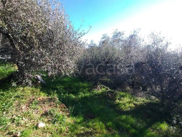 terreno agricolo in vendita a Ventimiglia