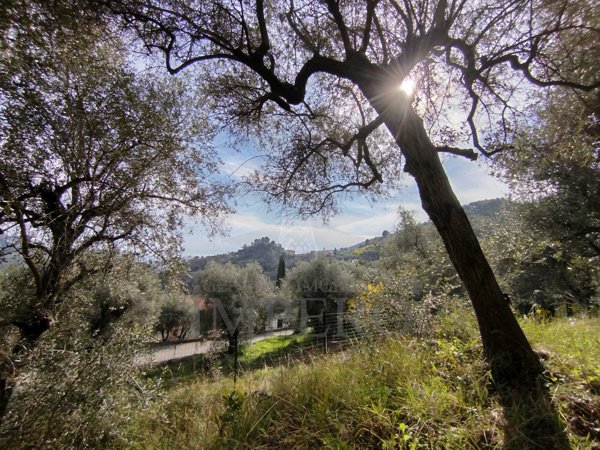 terreno agricolo in vendita a Ventimiglia in zona Sealza
