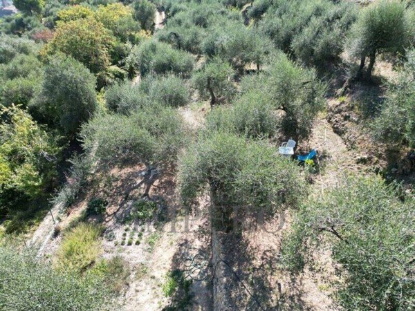 terreno agricolo in vendita a Ventimiglia