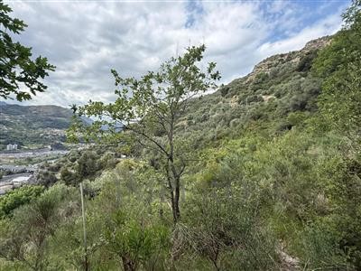 terreno agricolo in vendita a Ventimiglia