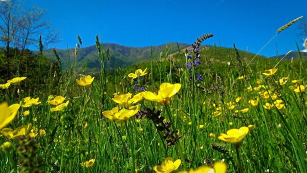 terreno agricolo in vendita ad Alassio