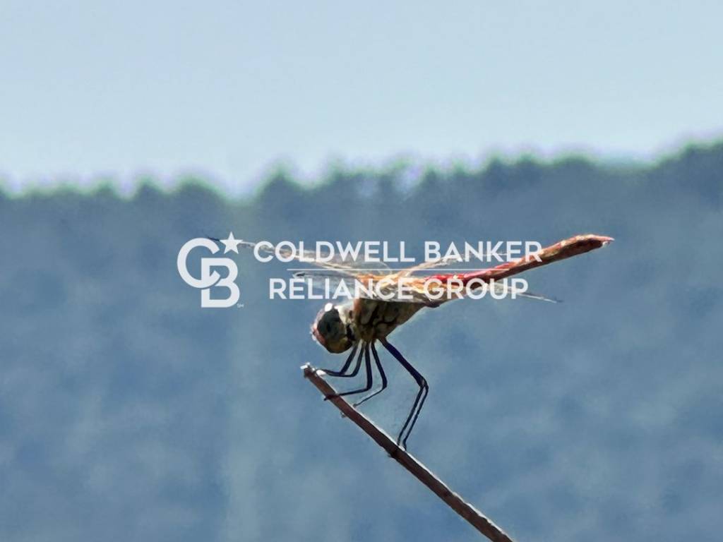 terreno agricolo in vendita ad Alassio in zona Caso