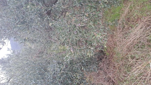 terreno agricolo in vendita ad Alassio in zona Moglio