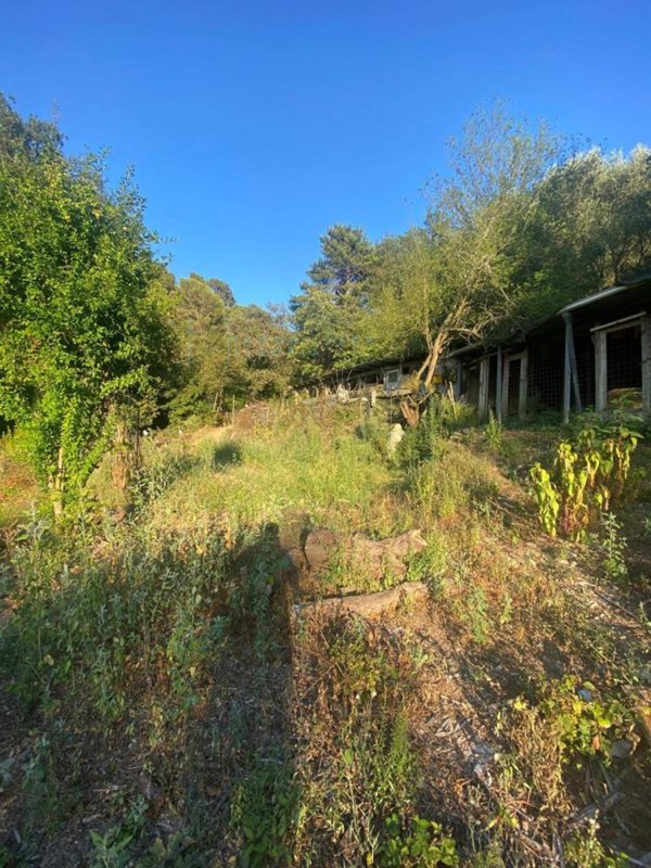 terreno agricolo in vendita ad Albenga in zona San Fedele