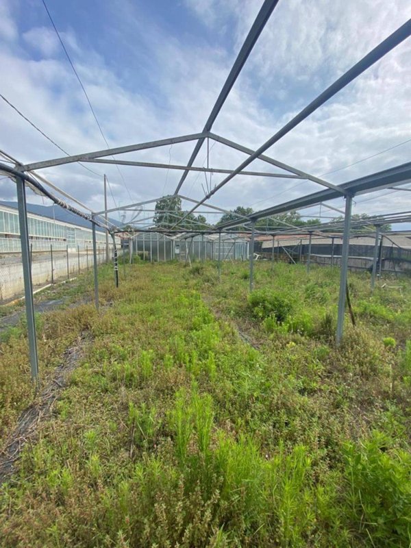 terreno agricolo in vendita ad Albenga in zona Campochiesa