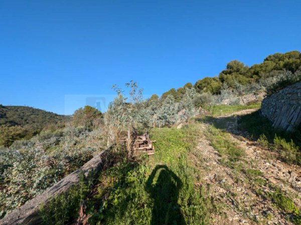terreno agricolo in vendita ad Albenga