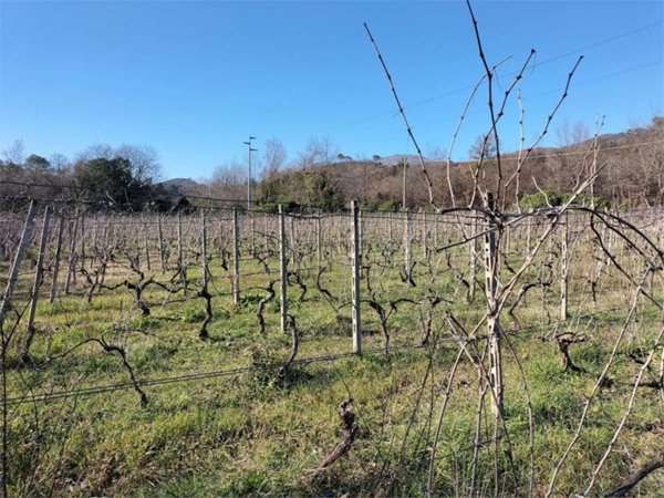 azienda agricola in vendita ad Albenga
