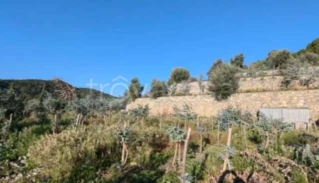 terreno agricolo in vendita ad Albenga