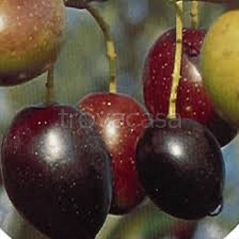 terreno agricolo in vendita ad Albenga in zona Campochiesa